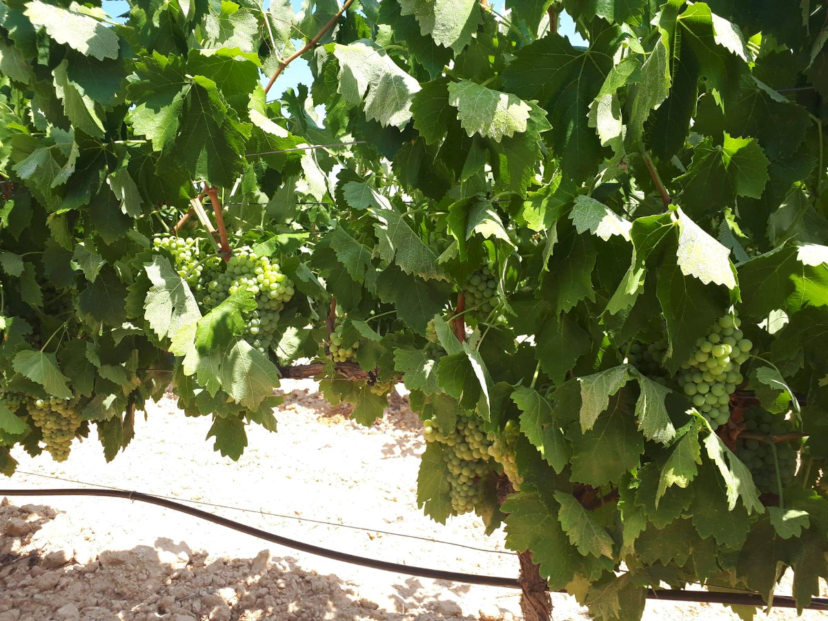 el-rey-del-cava-uveste-union-vinicola-este-uvas-cavas-requena-valencia